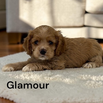 puppy, for, sale, Cocker Spaniel, Joe & Cherri  Overlease, dog, breeder, Miller, MO, dog-breeder, puppy-for-sale, forsale, nearby, find, puppyfind, locator, puppylocator, aca